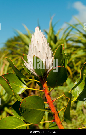 Protea cyanoroides, King Protea Stock Photo