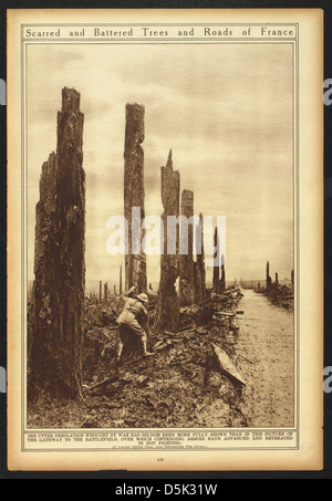 Scarred and Battered Trees and Roads of France (LOC) Stock Photo