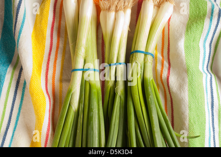 Bunches of Scallions, sometimes called long or green onions Stock Photo