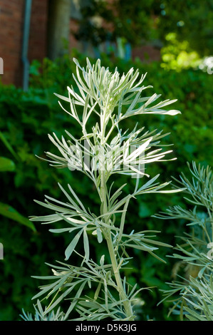 Artemisia absinthium, Common Wormwood Stock Photo