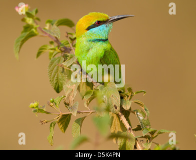 A small gree bee eater sitting on a lantana bush Stock Photo