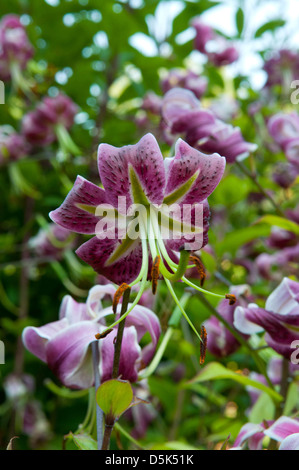 Lilium martagon, Turk's Cap Lily Stock Photo