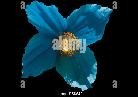 Meconopsis Betonicifolia, Himalayan Blue Poppy