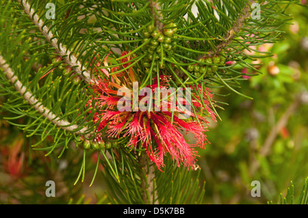 Calothamnus quadrifidus, One Sided Bottlebrush Stock Photo