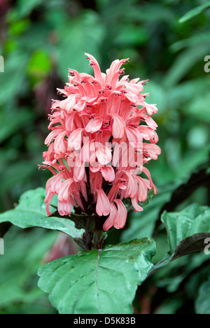 Justicia Carnea, Plume Flower Stock Photo