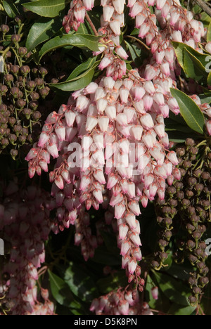 Pieris japonica, Lily of the Valley Bush Stock Photo