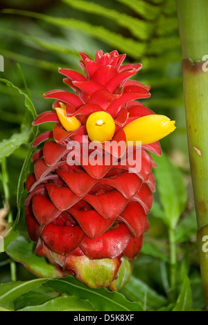 Costus barbatus, Spiral Ginger Stock Photo