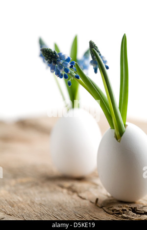 Bunch of muscari flowers growing from egg shell Stock Photo