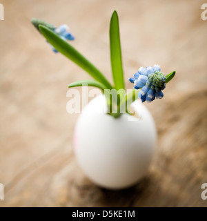 Bunch of muscari flowers growing from egg shell Stock Photo