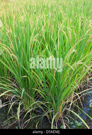 Rich green rice paddy fields in Thailand. Stock Photo