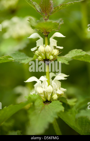 white flower dead-nettle(Lamium album)on meadow Stock Photo