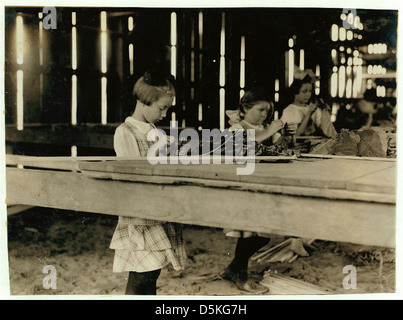 Interior of tobacco shed, Hawthorn Farm. Girls in foreground are 8, 9, and 10 years old. The 10 yr. old makes 50 cents a day. 12 workers on this farm are 8 to 14 years old, and about 15 are over 15 yrs. Location: Hazardville, Connecticut. (LOC) Stock Photo