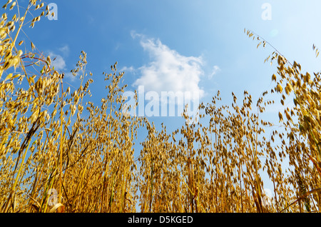 golden harvest. oats under light cloudy sky Stock Photo