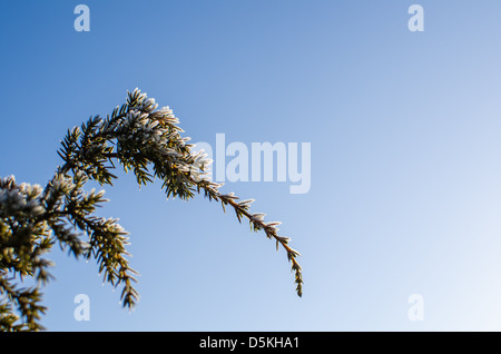 frosty juniper twigs at an early springtime morning Stock Photo