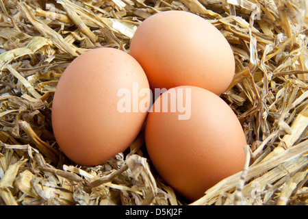 Three fresh eggs in lots of hay Stock Photo