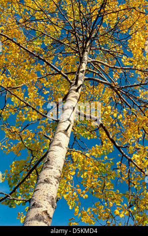 Aspen Populus tremulus Salicaceae Stock Photo