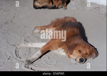 A cute, homeless, street dog in the mountain town of Leh, Ladakh, Jammu and Kashmir. India. Stock Photo