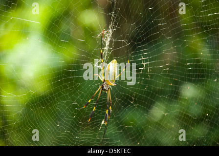 Golden Orb spider (Nephila clavipes) in web Stock Photo