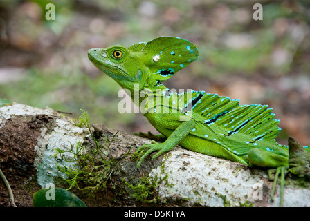Jesus Christ lizard or Emerald Basilisk, Basilicus plumifrons, male on a trunk, in Costa Rica., Central America. Stock Photo