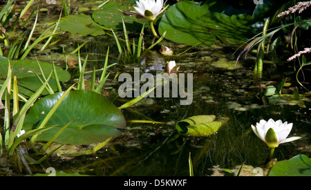 Lily's in a green pond on a sunny day Stock Photo