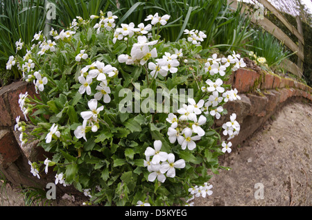 Clump of hanging white wall plant rock cress against a red clay brick country cottage wall and open wooden rail fence Stock Photo