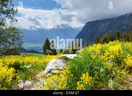 Yellow wild flowers on summer mountain slope (Alps, Switzerland) Stock Photo