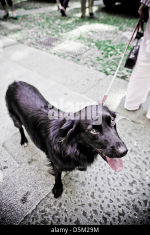 dog  on a leash Stock Photo