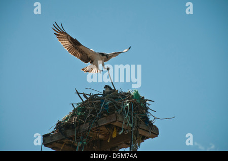 HI HONEY I AM HOME, Male Osprey bring a twig to the nest, while the female uses twigs and everything in the nest, Stock Photo