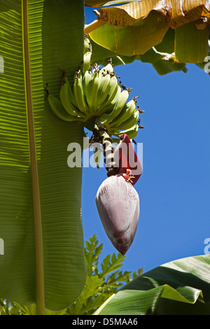 Madagascar, Nosy Be, Marodokana, banana tree, flower below ripening bananas Stock Photo