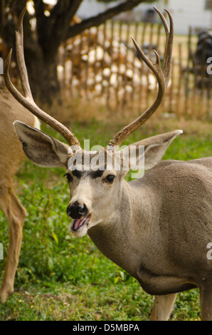 A mature mule deer buck watches the photographer. He is actually eating an apple, but appears to be laughing! Stock Photo