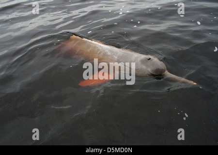 Amazon river dolphin Inia geoffrensis at black river Novo Airão city, close to Anavilhanas protected area. Amazonas state, Brazi Stock Photo