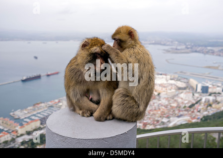 Macaque monkeys grooming at the high station viewpoint on Gibraltar Stock Photo