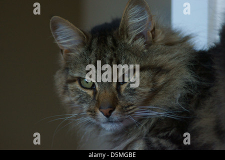 evil cat face bushy coat kitten rescued cat ears Stock Photo