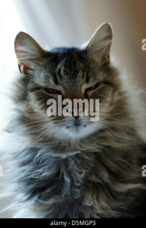 evil cat face bushy coat kitten rescued cat ears Stock Photo