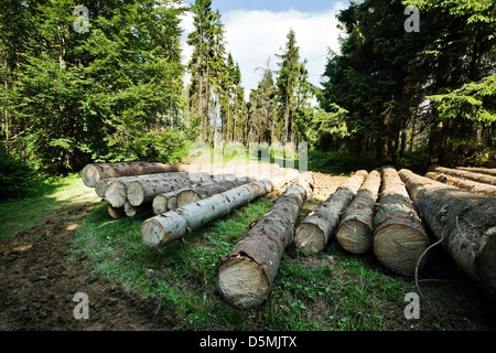 pine log in coniferous forest Stock Photo