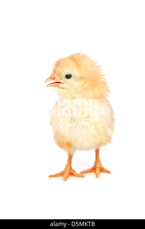 small chicken isolated on white Stock Photo