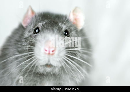 funny rat portrait close up Stock Photo