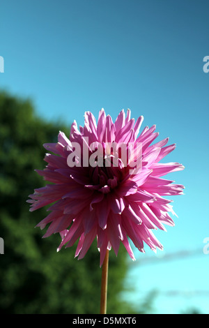 pink flower Stock Photo