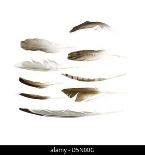 Seabird feathers found on the beaches of Mount Desert Island, Maine Stock Photo