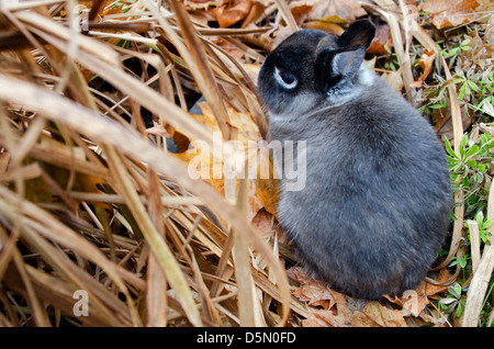 Netherland Dwarf bunny in fall grasses Stock Photo
