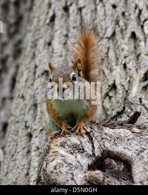 Red squirrel in maple tree Stock Photo