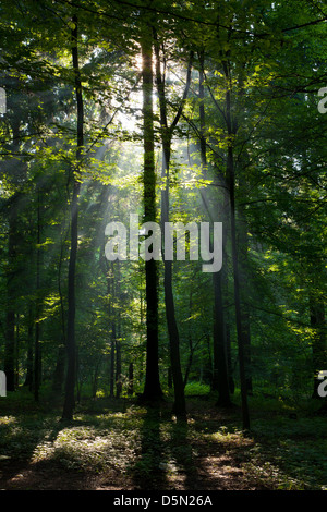 Sunbeam entering rich deciduous forest in misty morning with old birch tree in foreground Stock Photo