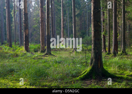Early autumn morning in the forest with mist and dead spruces still standing Stock Photo