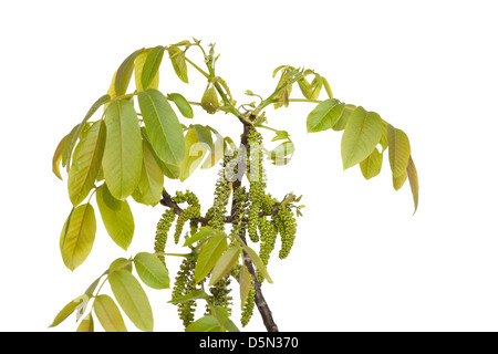 Walnut branch with young leaflets on white background Stock Photo