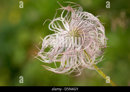 Alpine Anemone (Pulsatilla alpina) Fruit of Anemone, Haute Savoie, France. Stock Photo