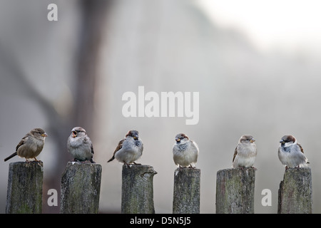 sparrows in a row on wooden fence Stock Photo