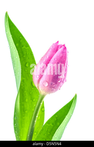 tulip isolated on white background Stock Photo