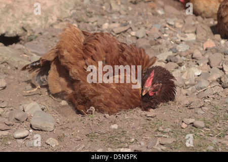 Chicken dust bathing. uk Stock Photo
