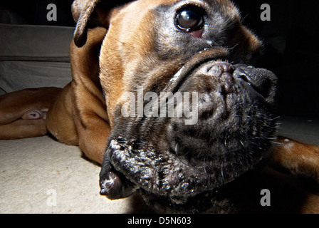 A cute Boxer dog photographed very close up. Stock Photo