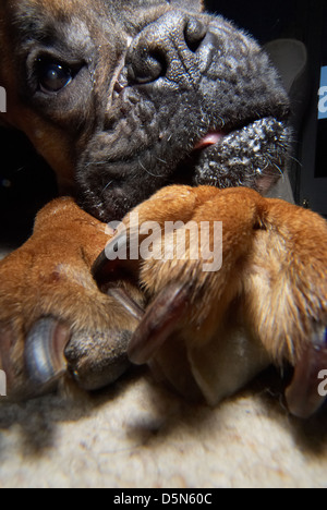 A cute Boxer dog photographed very close up. Stock Photo